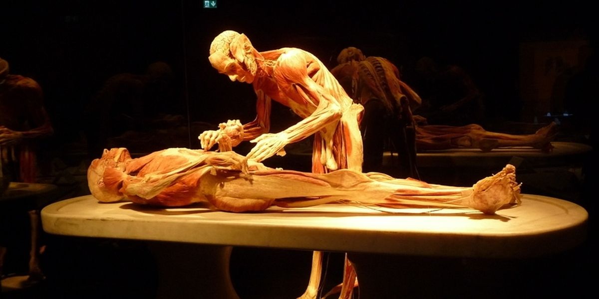 (3) Plastinarium