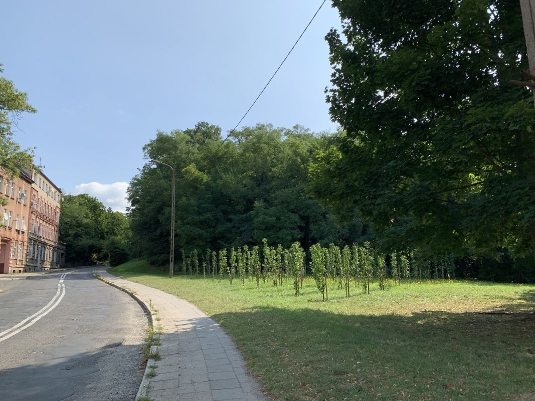 (2) Gubener Berge (Kohlenbergwerke, ehemaliger Bismarckturm, Berg des Tods, Naturschutzgebiet D?bowiec)